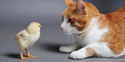 Chick and Cat