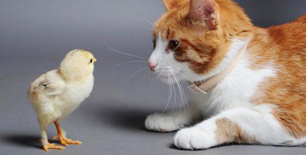 Chick and Cat Chick and Cat