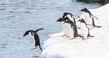 penguins